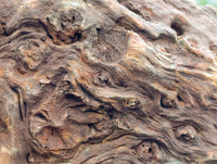 Polished On One Side Petrified Wood Branches x 2 From Gokwe, Zimbabwe
