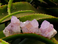 Natural Sunburst Amethyst Spirit Clusters x 12 From Boekenhouthoek, South Africa