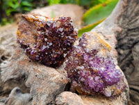 Natural Amethystos Amethyst Clusters x 20 From Kwaggafontein, South Africa