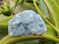 Natural Blue Celestite Specimens x 7 From Sakoany, Madagascar
