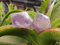 Natural Jacaranda Amethyst Crystals x 12 From Mumbwa, Zambia