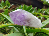 Natural Jacaranda Amethyst Crystals x 12 From Mumbwa, Zambia