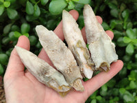 Natural Drusy Quartz Coated Spearhead Calcite Specimens x 12 From Albert's Mountain, Lesotho