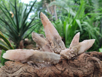 Natural Drusy Quartz Coated Spearhead Calcite Specimens x 12 From Albert's Mountain, Lesotho