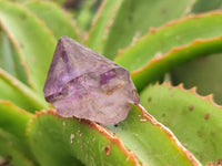 Natural Window Amethyst Crystals x 12 From Chiredzi, Zimbabwe