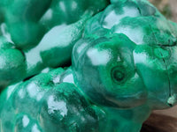 Polished Large Botryoidal Silky Malachite Specimen x 1 From Congo