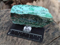 Natural Drusy Coated Chrysocolla with Malachite On Dolomite Specimens x 6 From Lupoto, Congo