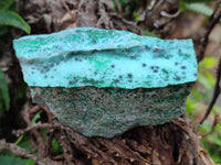 Natural Drusy Coated Chrysocolla with Malachite On Dolomite Specimens x 6 From Lupoto, Congo