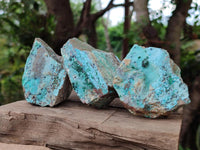 Natural Drusy Coated Chrysocolla with Malachite On Dolomite Specimens x 6 From Lupoto, Congo
