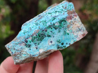 Natural Drusy Coated Chrysocolla with Malachite On Dolomite Specimens x 6 From Lupoto, Congo