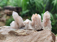 Natural Limonite Fairy Spirit Quartz Fingers x 70 From Boekenhouthoek, South Africa