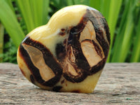 Polished Large Septerye Hearts x 6 From Mahajanga, Madagascar