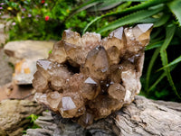 Natural Cascading Smokey Citrine Quartz Cluster x 1 From Luena , Congo