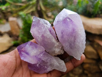 Natural Jacaranda Amethyst Crystals x 24 From Mumbwa, Zambia