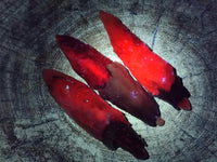 Natural Drusy Quartz Coated Spearhead Calcite Specimens x 12 From Albert's Mountain, Lesotho