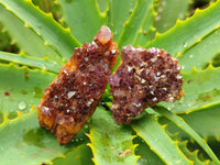 Natural Amethystos Amethyst Clusters x 35 From Kwaggafontein, South Africa