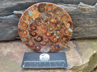 Polished Ammonite Coffee Table Coasters x 4 From Mahajanga, Madagascar