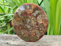 Polished Ammonite Coffee Table Coasters x 4 From Mahajanga, Madagascar