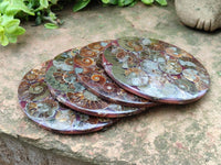 Polished Ammonite Coffee Table Coasters x 4 From Mahajanga, Madagascar