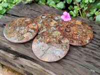 Polished Ammonite Coffee Table Coasters x 4 From Mahajanga, Madagascar