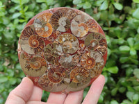 Polished Ammonite Coffee Table Coasters x 4 From Mahajanga, Madagascar