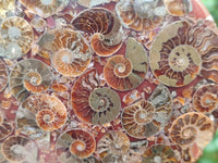Polished Ammonite Coffee Table Coasters x 4 From Mahajanga, Madagascar
