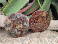 Polished Ammonite Coffee Table Coasters x 4 From Mahajanga, Madagascar