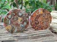 Polished Ammonite Coffee Table Coasters x 4 From Mahajanga, Madagascar