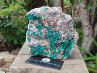 Natural Dioptase On Dolomite Specimen x 1 From Likasi, Congo