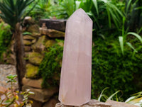 Polished Rose Quartz Crystals x 2 From Madagascar