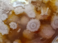 Polished Flower Agate Standing Free Forms x 6 From Antsahalova, Madagascar