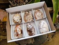 Polished Flower Agate Standing Free Forms x 6 From Antsahalova, Madagascar