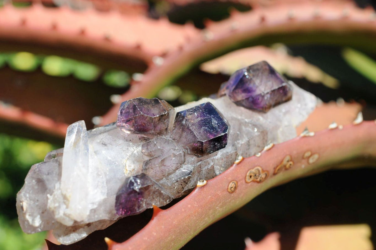 Natural Skeletal Sceptre Amethyst Crystals x 12 From Chiredzi, Zimbabwe - TopRock