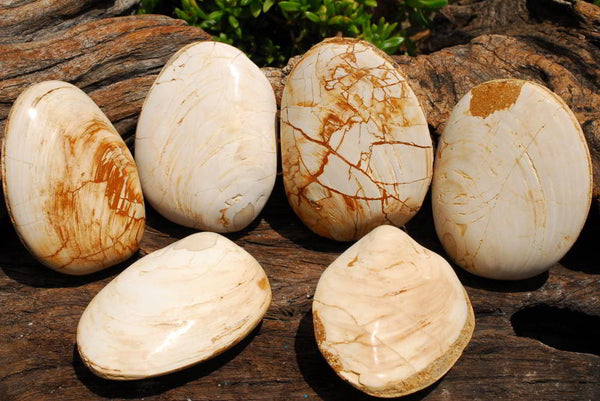 Polished XX Rare Malagasy Fossil Clams Bivalve Pairs x 6 From Madagascar - TopRock