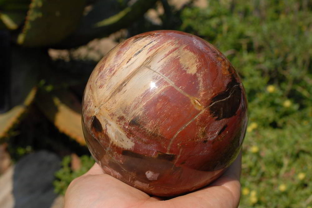 Polished Red Podocarpus Large Petrified Wood Sphere x 1 From Marvoay, Madagascar - TopRock