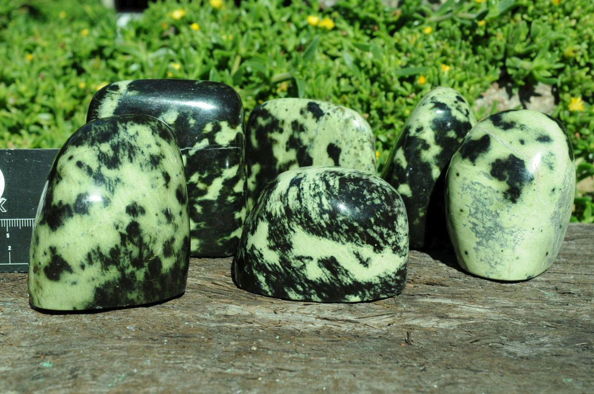 Polished Selected Spotty Leopard Stone Standing Free Forms x 6 From Zimbabwe - TopRock