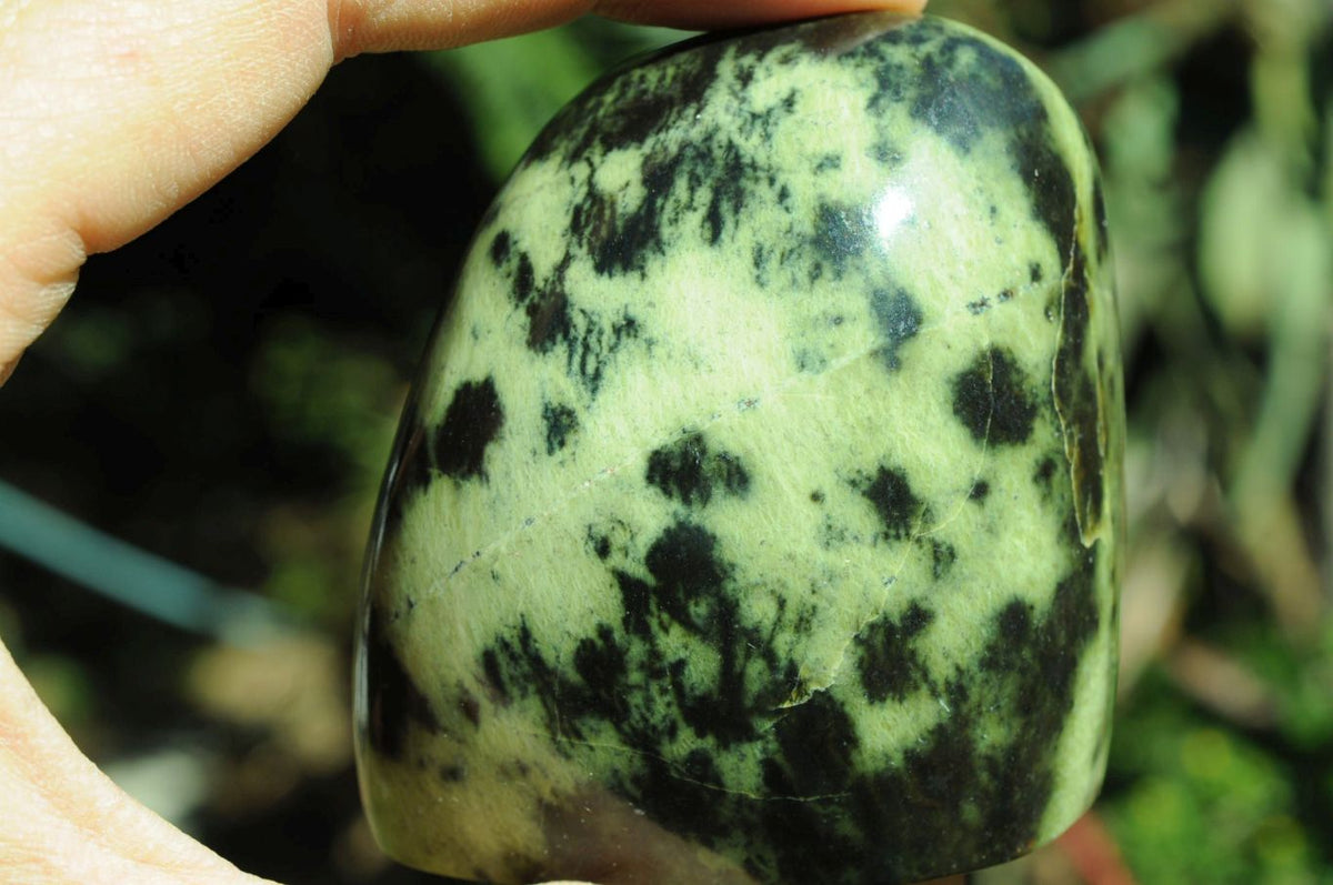Polished Selected Spotty Leopard Stone Standing Free Forms x 6 From Zimbabwe - TopRock