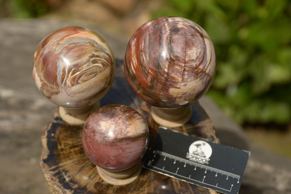Polished Petrified Podocarpus Wood Spheres  x 3 From Madagascar - TopRock