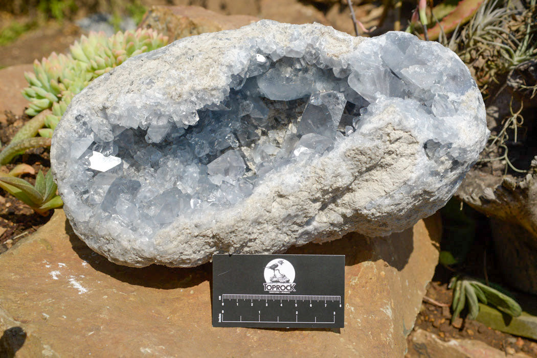 Natural Blue Celestite Geode Specimen With Large Semi Optic Crystals x 1 From Sakoany, Madagascar - TopRock