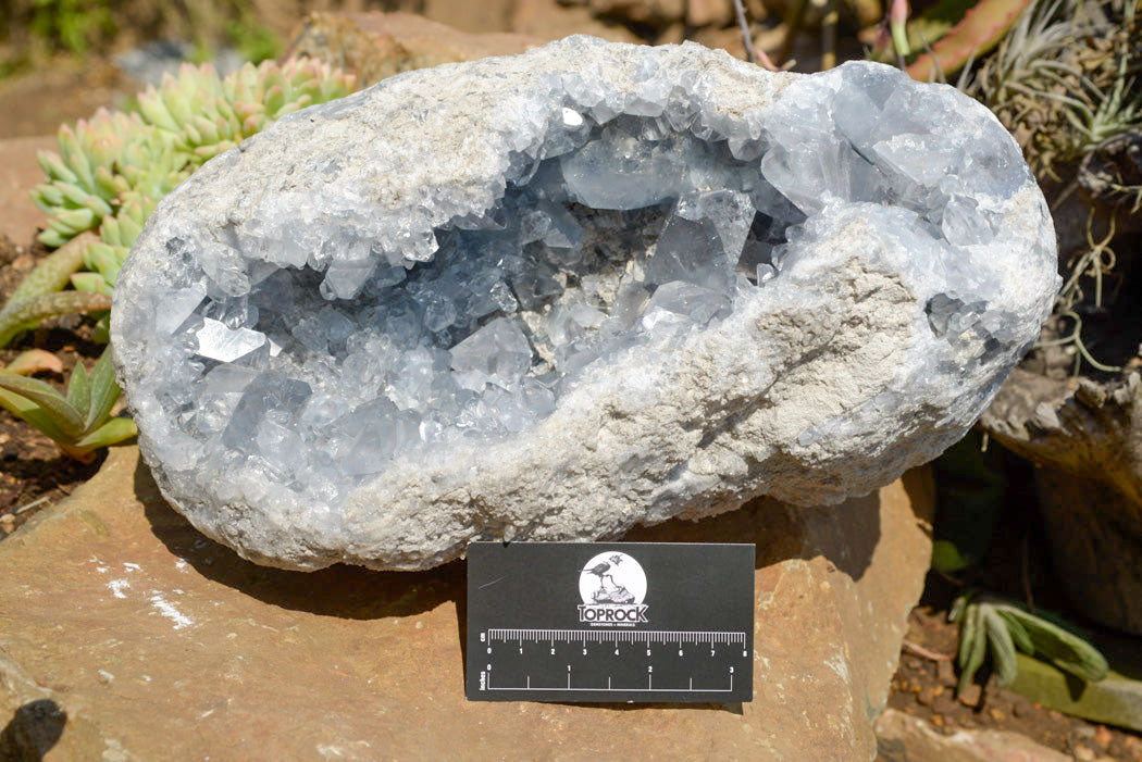 Natural Blue Celestite Geode Specimen With Large Semi Optic Crystals x 1 From Sakoany, Madagascar - TopRock