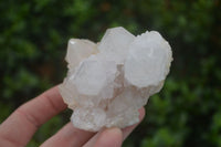 Natural White Cactus Flower Spirit Quartz Specimens  x 6 From Boekenhouthoek, South Africa - Toprock Gemstones and Minerals