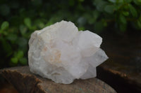 Natural White Cactus Flower Spirit Quartz Specimens  x 6 From Boekenhouthoek, South Africa - Toprock Gemstones and Minerals