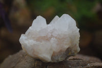 Natural White Cactus Flower Spirit Quartz Specimens  x 6 From Boekenhouthoek, South Africa - Toprock Gemstones and Minerals