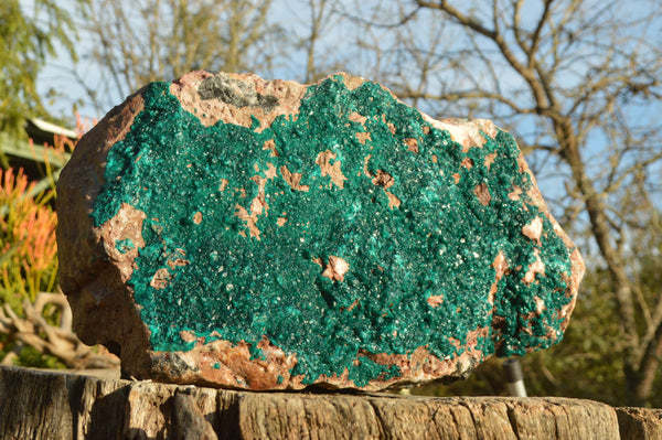 Natural XXXL Exceptional Dioptase Specimen (Second Largest In The World!) x 1 From Tantara, Congo - TopRock