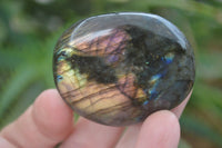 Polished Flashy Labradorite Palm Stones  x 12 From Tulear, Madagascar - Toprock Gemstones and Minerals