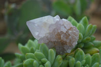 Natural Rare Spirit Ametrine Quartz Crystals  x 35 From Boekenhouthoek, South Africa - Toprock Gemstones and Minerals