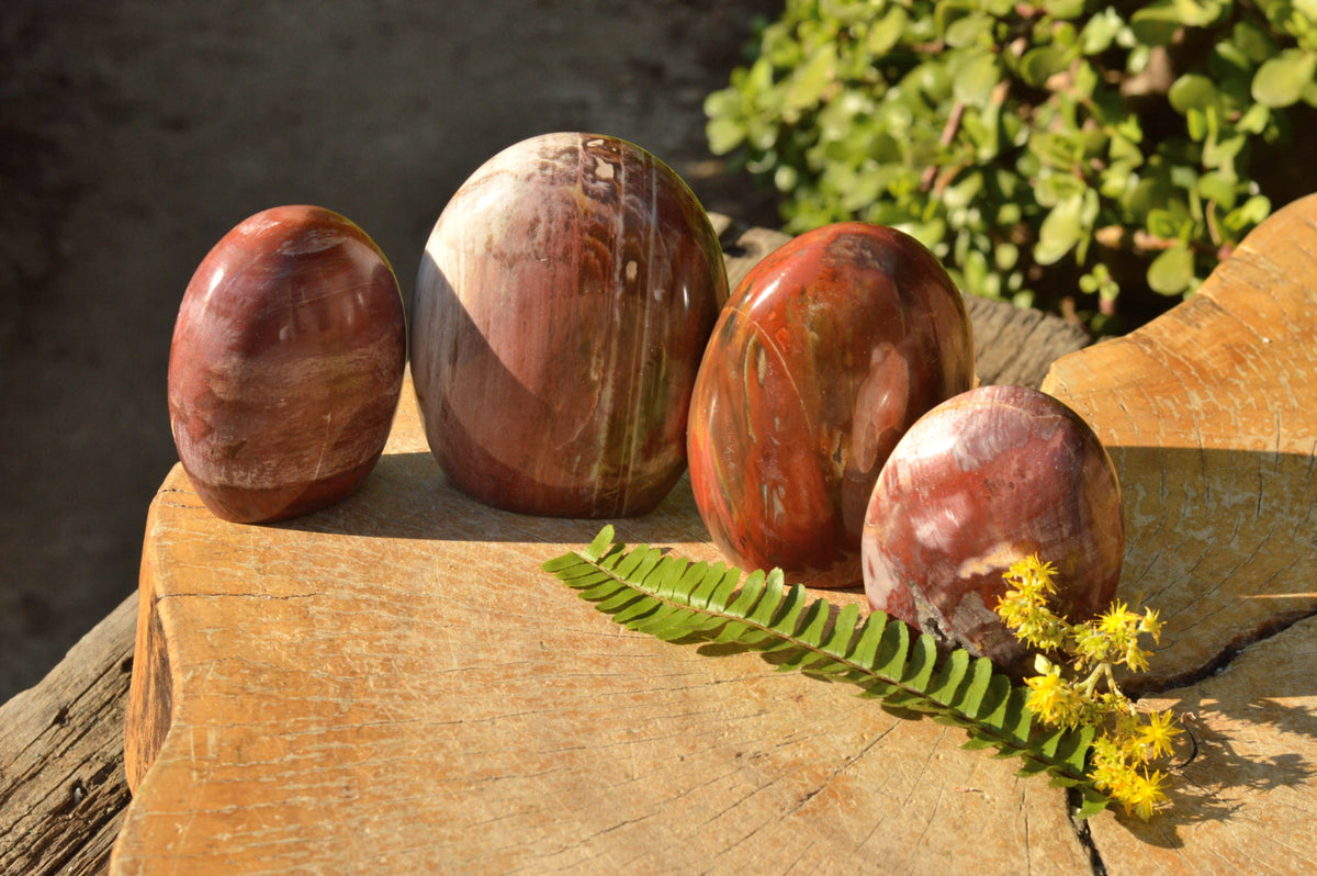 Polished Petrified Red Podocarpus Wood Standing Free Forms x 4 From Mahajanga, Madagascar - TopRock