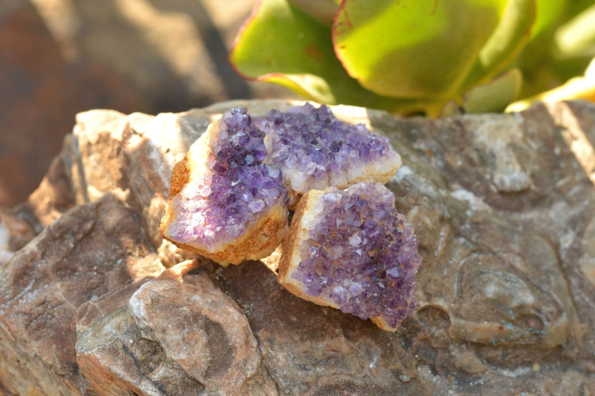 Natural Small Dark "Amethystos" Amethyst Clusters x 70 From Kwaggafontein, South Africa - TopRock