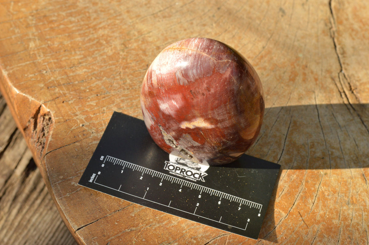 Polished Petrified Red Podocarpus Wood Standing Free Forms x 4 From Mahajanga, Madagascar - TopRock