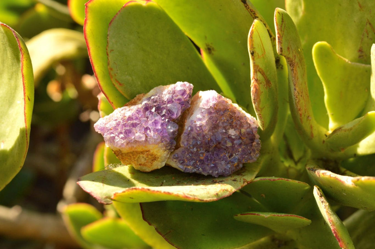 Natural Small Dark "Amethystos" Amethyst Clusters x 70 From Kwaggafontein, South Africa - TopRock